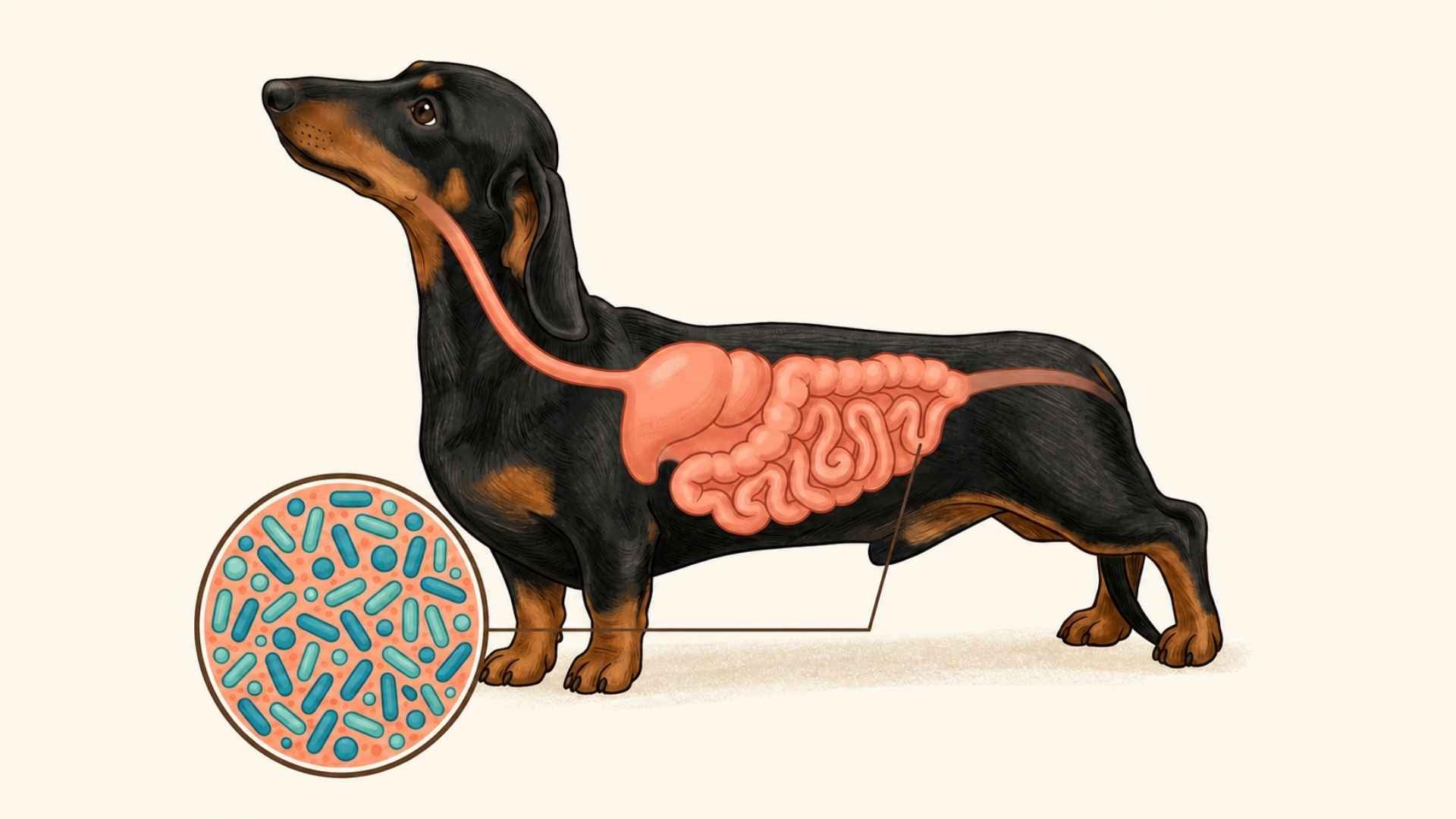 microbiota intestinal en perros modulación